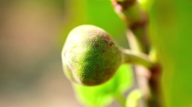 Slow Motion Macro Shot of Unripe fig fruit budding on the branch with green leaf in the early morning sun, showing the texture and details at 180 fps High quality footage