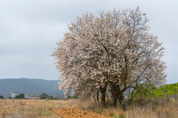 Fototapeta premium Spring blossom background. Beautiful nature scene with blooming almond tree on sunny day. Winter flowers. Beautiful orchard in Teruel Aragon Spain