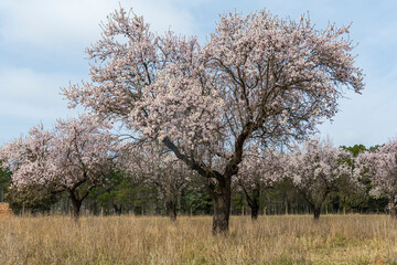 Fototapeta premium Spring blossom background. Beautiful nature scene with blooming almond tree on sunny day. Winter flowers. Beautiful orchard in Teruel Aragon Spain