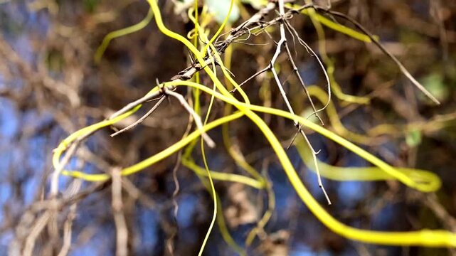 Slow Motion Macro Shot of Dodder vine twisting on tree branches in the wild, exhibiting parasitic behavior during a sunny day at 180 fps High quality footage
