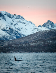 Obraz premium Orca dorsal fin in a fjord with snowy mountains at dusk, Northern Norway
