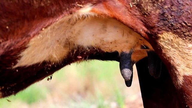 Slow Motion Shot of Cow udder and flank detail with reddish brown coat, showing its functionality on a bright day at 180 fps High quality footage