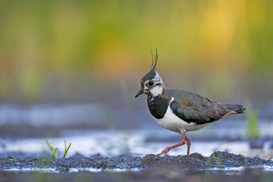 Northern Lapwing (Vanellus vanellus) walking on a muddy field.