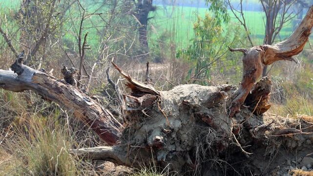 Slow Motion Shot of Fallen tree with exposed roots in a rural landscape, showcasing soil erosion and decomposition in the early morning sun at 180 fps High quality footage