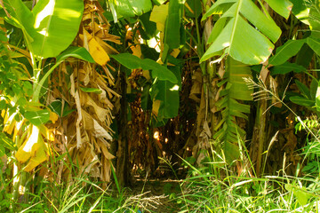 Obraz premium A wallpaper background featuring the entrance tunnel of a banana grove with many banana trees