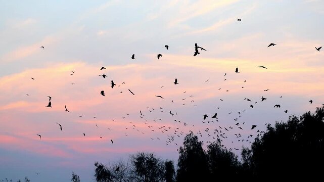 Slow Motion Shot of Flock of birds flying over silhouetted trees at sunset, against a gradient sky with orange and purple colors at 180 fps High quality footage
