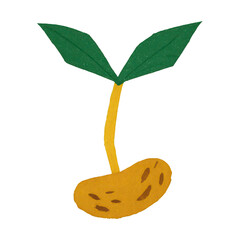 Naklejka premium PNG Sprouting seedling with green leaves.