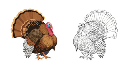 A colorful turkey stands beside its black and white outline version © Sumon