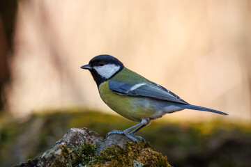 Close-up of an adult male great tit perched on a thick branch perpendicular to the camera lens on a cloudy spring day against a beige background. © Mariia