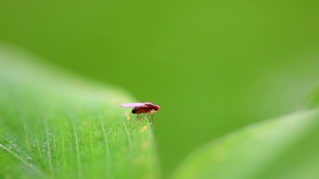 Slow Motion Macro Shot of Fruit fly perched on the edge of a vibrant green leaf, showcasing intricate details in natural sunlight at 180 fps High quality footage