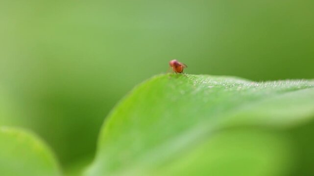 Slow Motion Macro Shot of Fruit fly resting on the vibrant green edge of a leaf in a lush garden environment at 180 fps High quality footage