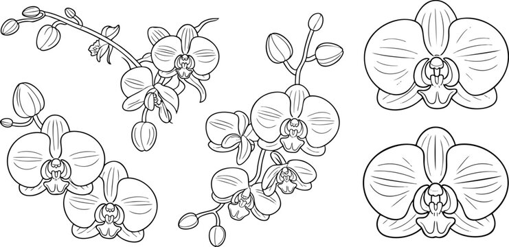 Detailed line drawing of orchid flowers and branches in black and white Vector