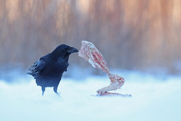  Kruk (Corvus corax)  © Bartosz Rakoczy