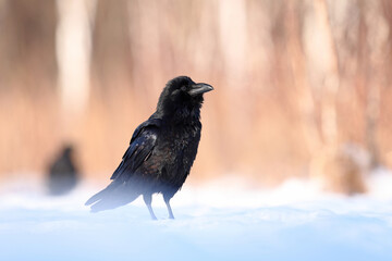  Kruk (Corvus corax)  © Bartosz Rakoczy