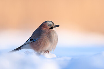 Sójka, (Garrulus glandarius) jay © Bartosz Rakoczy