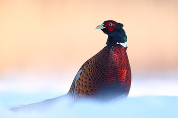 Bażant (Phasianus colchicus) pheasant © Bartosz Rakoczy