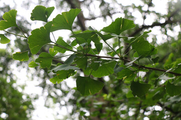 Beautiful plant in the botanical garden in Zagreb, Croatia. Selective focus.