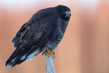 Myszołów (Buteo buteo), buzzard © Bartosz Rakoczy