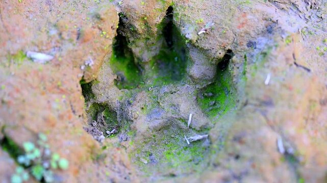 Slow Motion Macro Shot of Paw print impressed in damp mud, partially covered in green moss, revealing animal tracks at 180 fps High quality footage