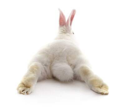 Back view of a white rabbit lying isolated on a white background.