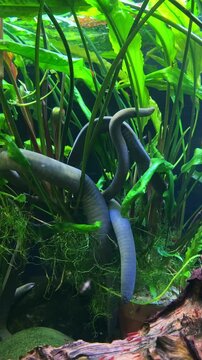 Snake-like fish wriggling among aquarium plants in freshwater tank