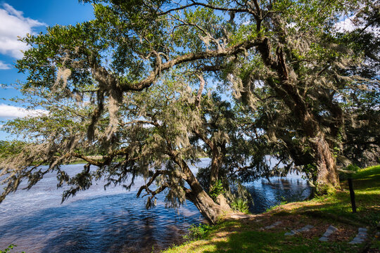 Live oak trees with Spanish moss leaning over the Ashley river near Charleston, South Caroling, USA.