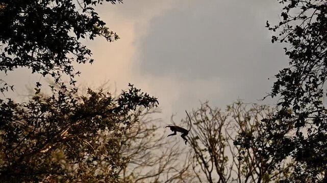 Flying monkey 