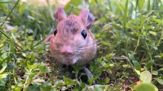 A cute Williams jerboa (Allactaga williamsi) seen among the green grass.