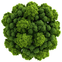 Dense cluster of green trees in a forest viewed from above during daytime on transparent background
