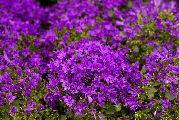 Obraz premium field of purple flowers
