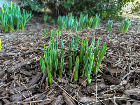 Close up of Daffodils sprouting in dirt in early spring 