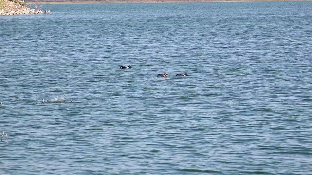 Patos cuchar&oacute;n en el Lago Nabor Carrillo, Texcoco, estado de M&eacute;xico.