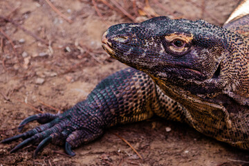 Fototapeta premium Komodo dragon (Varanus komodoensis), the largest living species of lizard