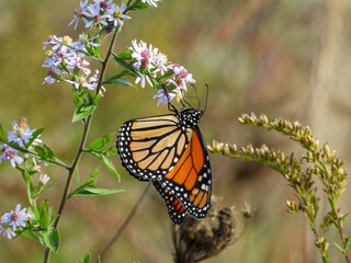 Obraz premium Monarch Butterfly (Danaus plexippus) Feeding on Wildflowers in Summer Prairie
