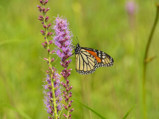 Monarch Butterfly (Danaus plexippus) Feeding on Wildflowers in Summer Prairie