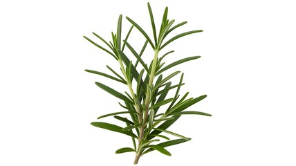 Obraz premium Fresh sprig of aromatic rosemary plant with slender green needles and woody stem