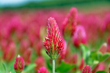 Close-up of a beautiful red clover blossom in a field, filled with nature's colors.