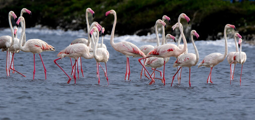 A  flock of Greater Flamingos (Phoenicopterus roseus) feeding in the shallow waters of a lagoon in Mannar, Sri Lanka