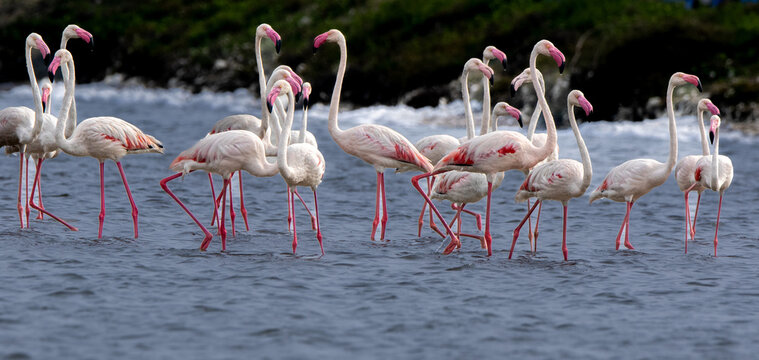 A  flock of Greater Flamingos (Phoenicopterus roseus) feeding in the shallow waters of a lagoon in Mannar, Sri Lanka