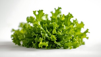 Obraz premium A bunch of fresh curly kale leaves on a white background