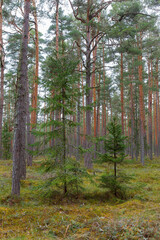 Fototapeta premium Pine forest with young evergreen tree growing among tall trunks.
