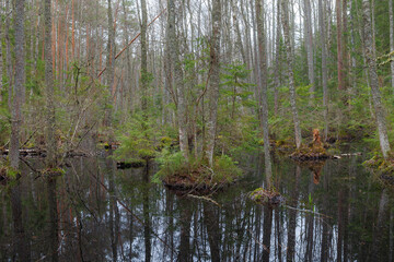 Obraz premium Wetland woodland with standing water and tree reflections.