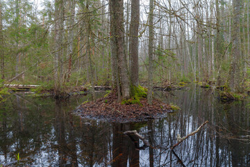 Obraz premium Small forest island surrounded by calm standing water.