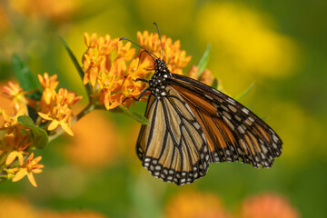 Monarch butterfly (Danaus plexippus) feeding on butterfly milkweed (Asclepias tuberosa), a native wildflower that supports pollinators © Lee