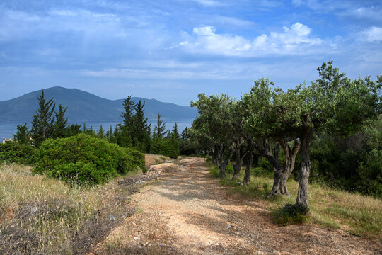 Olive trees on the Albanian coast. Albanian landscape with mountains and trees. Summer in Albania