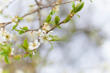 Obraz premium Spring flowering of trees on a blurred background.