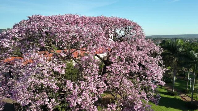 Cassilandia, Mato Grosso do Sul, Brazil - 04 05 2024: Silk floss tree in Sao Jose square