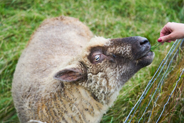 A hand feeds grass to a sheep in a green meadow.