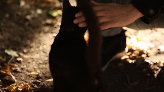 The hand of a person in a dark jacket affectionately strokes a sleek black cat outdoors. The friendly feline arches its back while standing among fallen autumn leaves.
