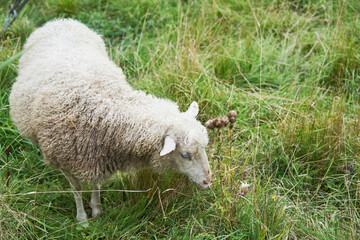 Fototapeta premium A sheep grazes on a green meadow.
